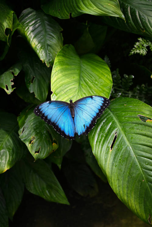 blauer Schmetterling Yoga